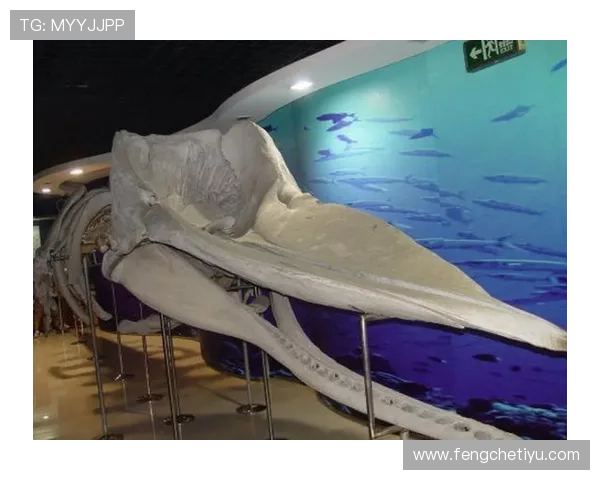 蓝鲸体育登陆方式介绍及使用技巧 蓝鲸体育登陆方式介绍及使用技巧